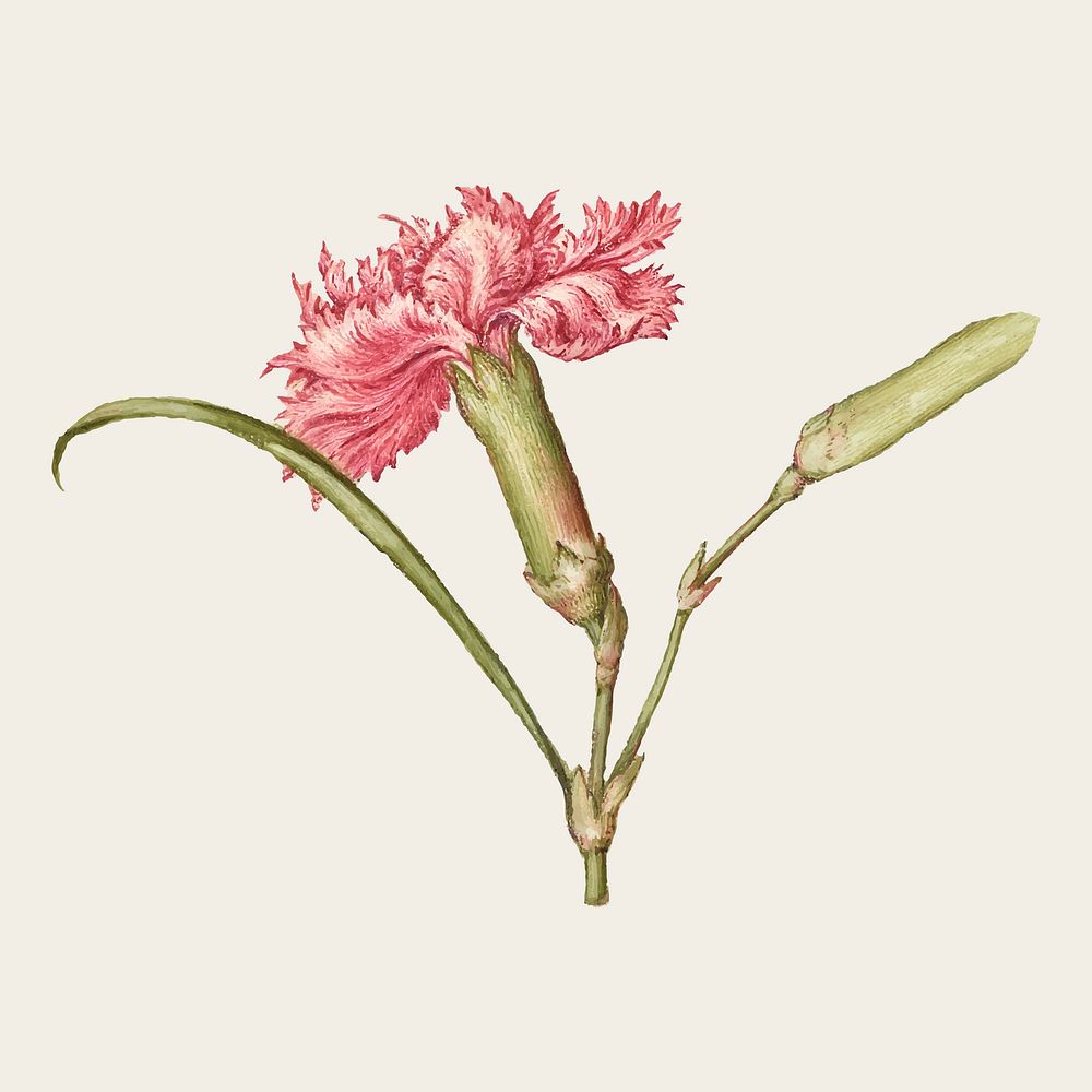 Carnation vector spring flower botanical vintage illustration