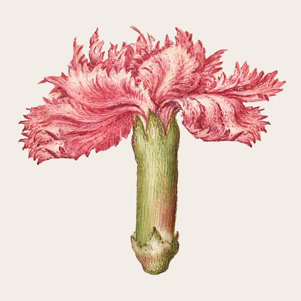 Carnation vector spring flower botanical vintage illustration