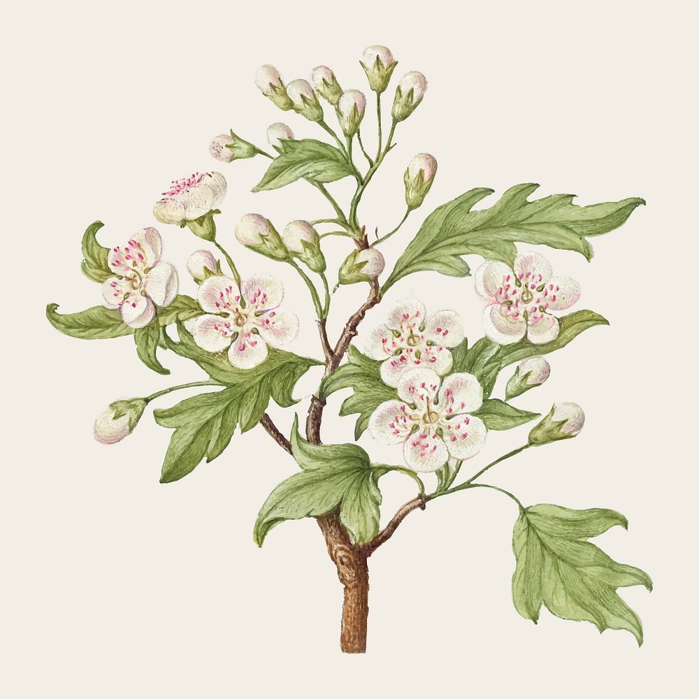 Vintage sweet cherry flower vector illustration floral drawing