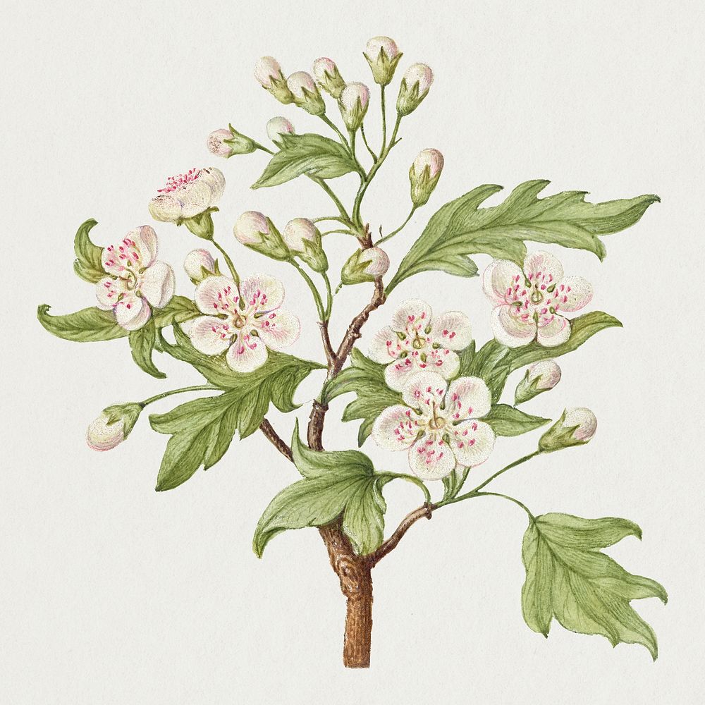 Vintage sweet cherry flower illustration floral drawing