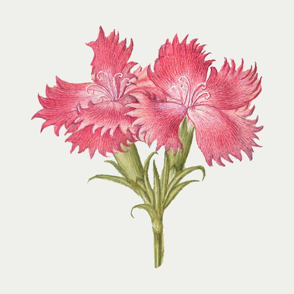 Pink sweet William blossom vector illustration hand drawn