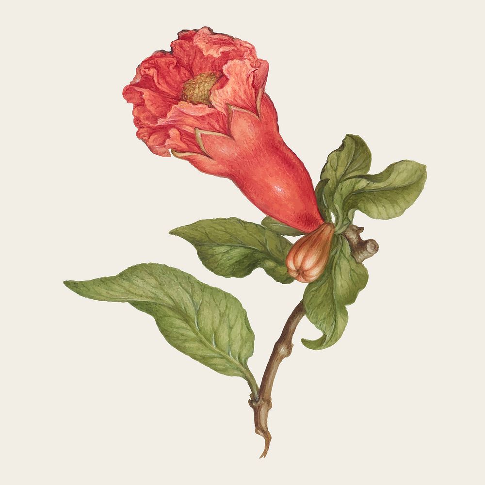 Vintage pomegranate flower blooming illustration vector