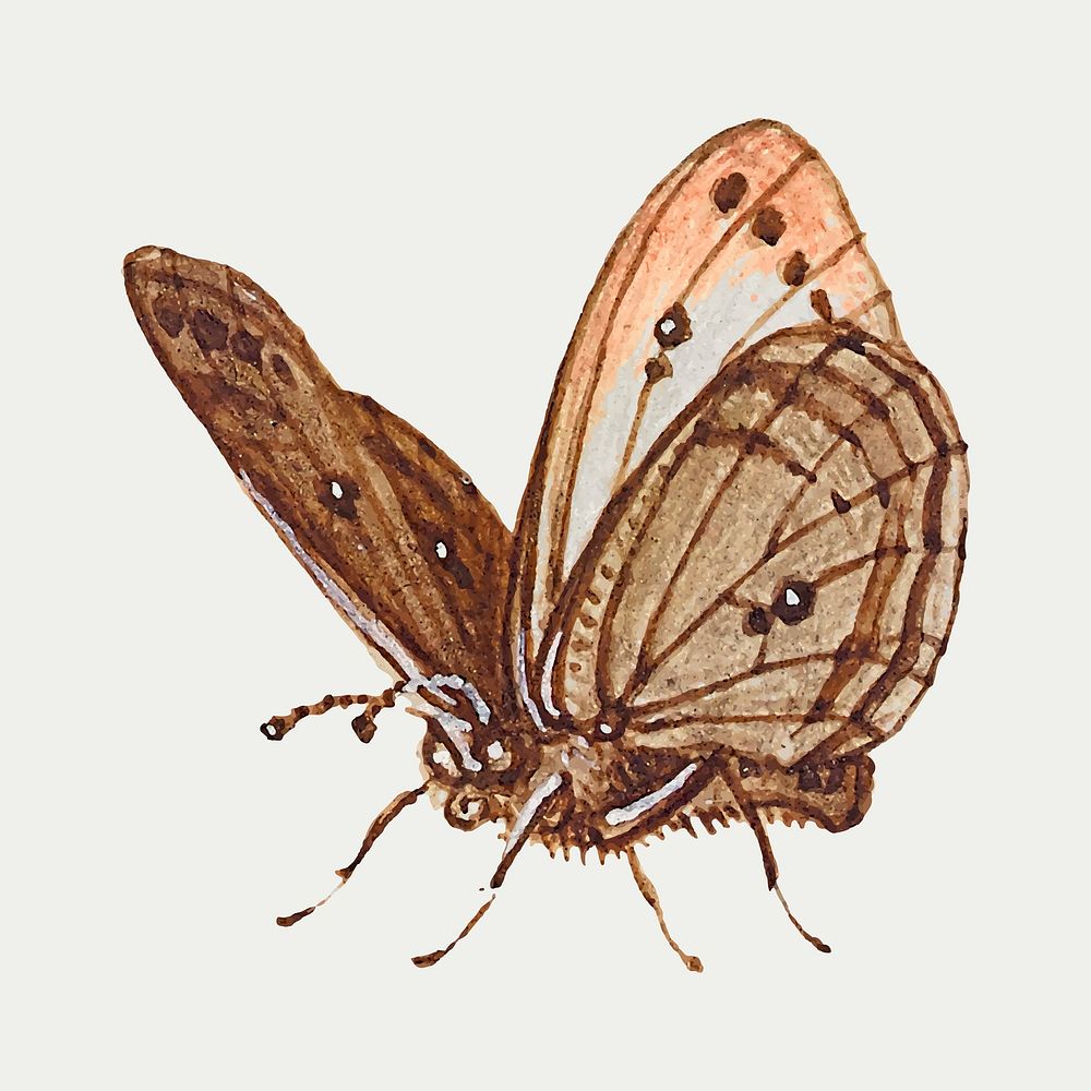 Hand drawn butterfly insect vector 
