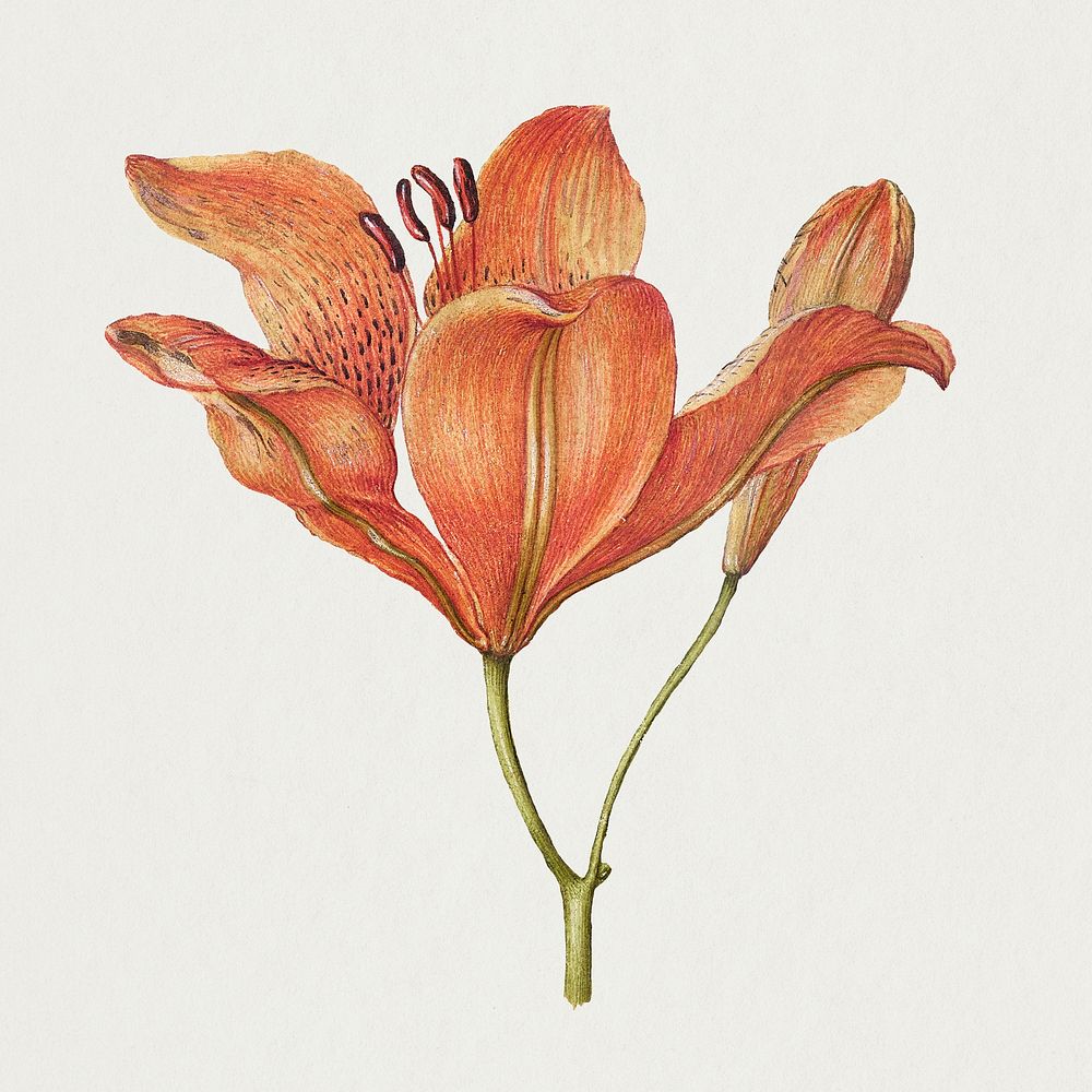 Blooming orange lily hand drawn floral illustration