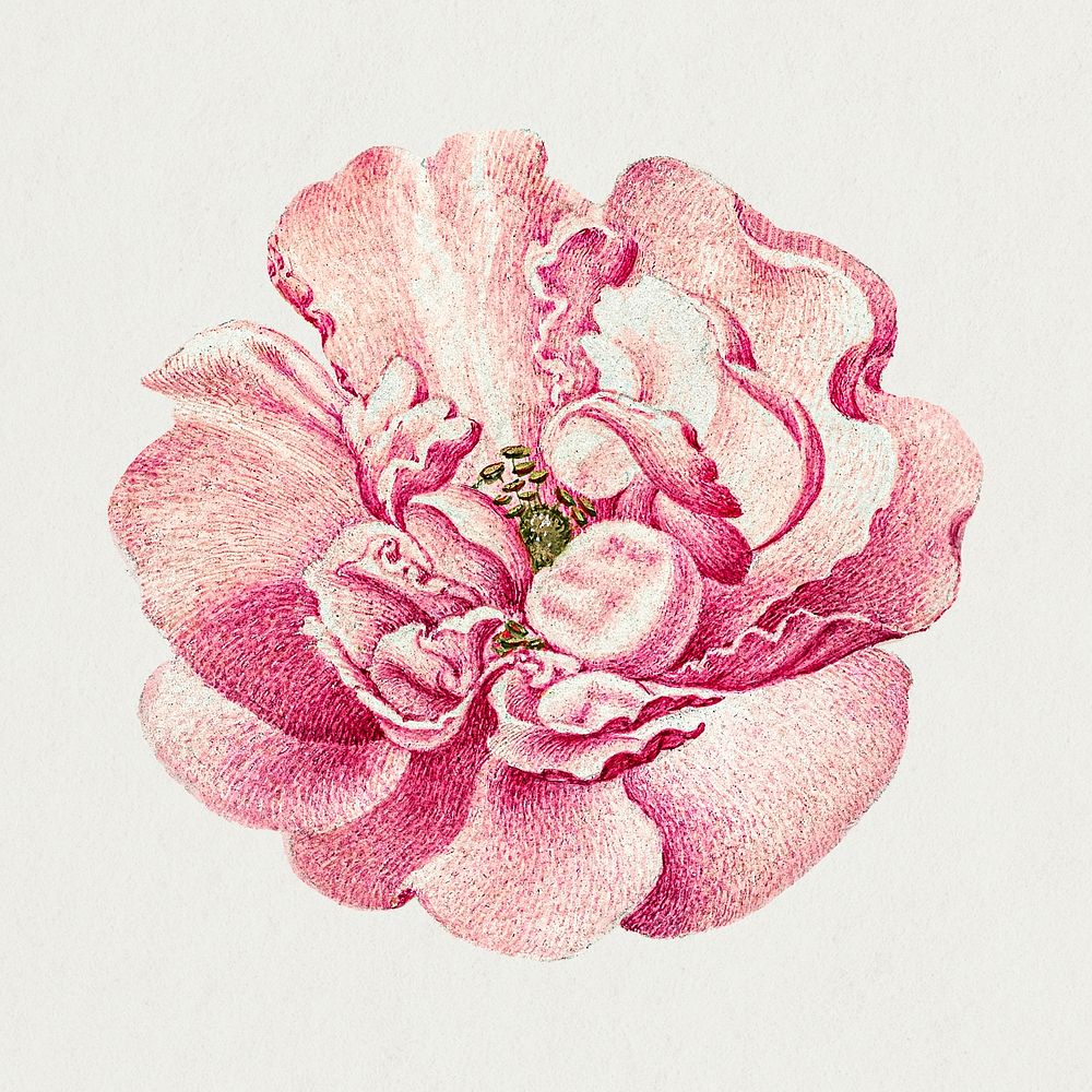Blooming psd pink French rose flower hand drawn