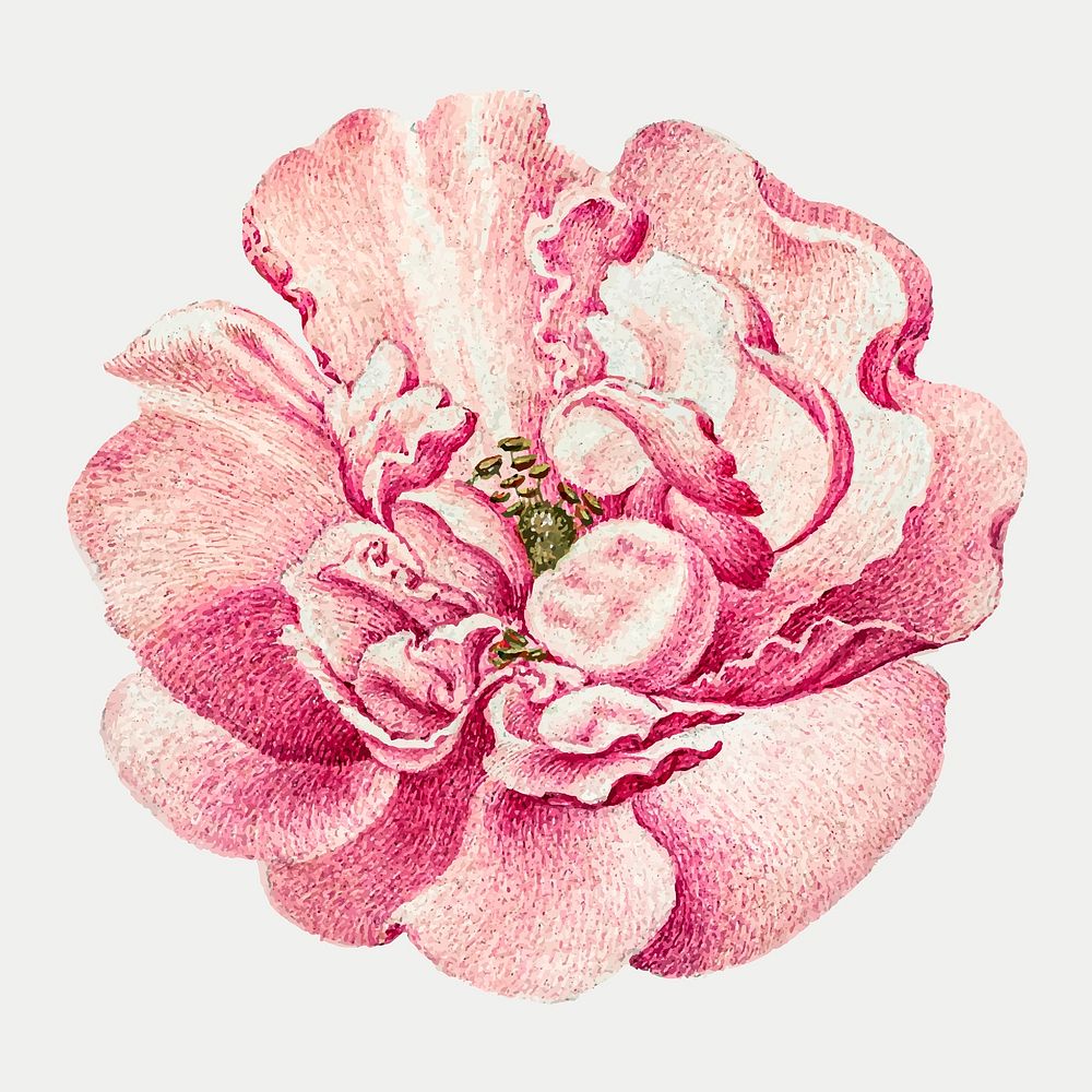 Blooming pink vector French rose flower hand drawn