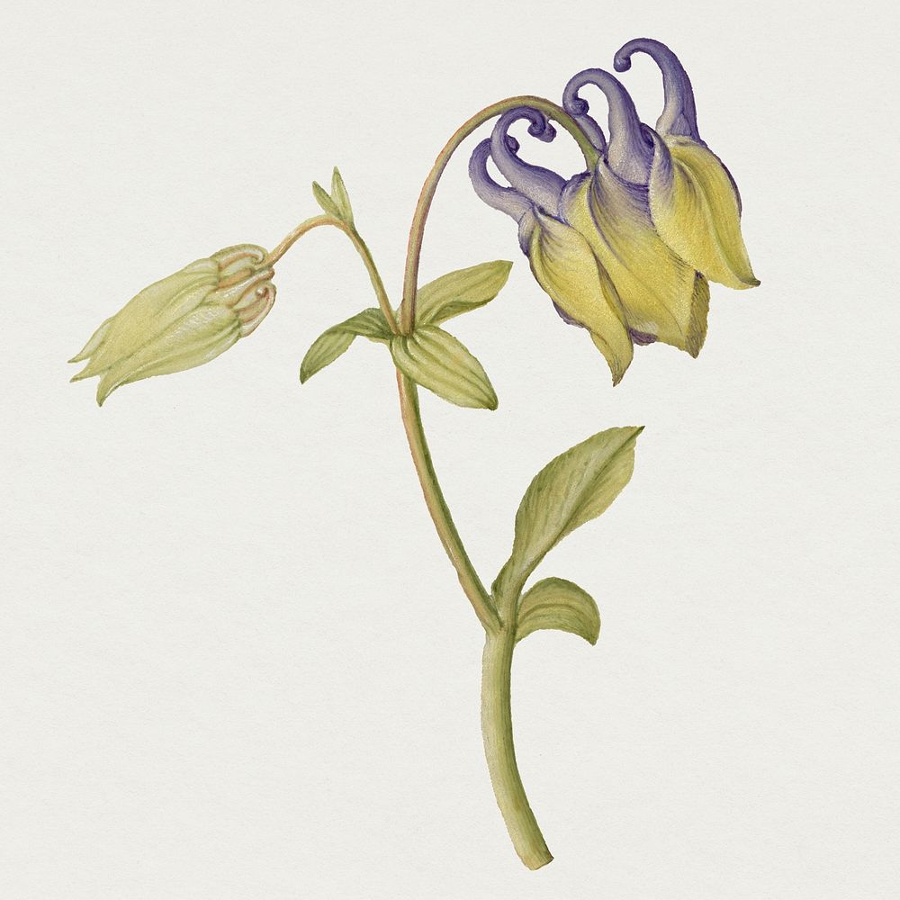 Columbine flower blooming hand drawn illustration