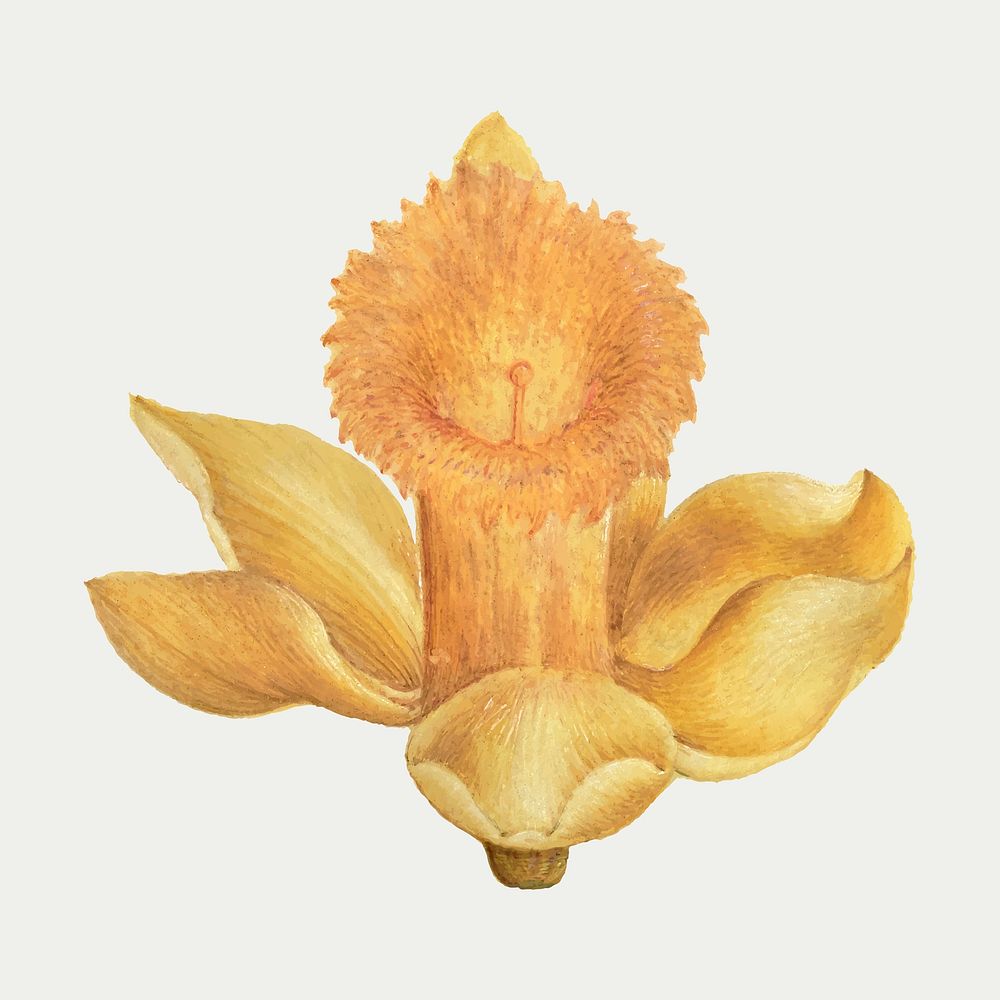 Daffodil flower hand drawn vector