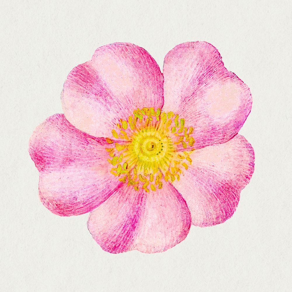 Eglantine pink flower hand drawn illustration