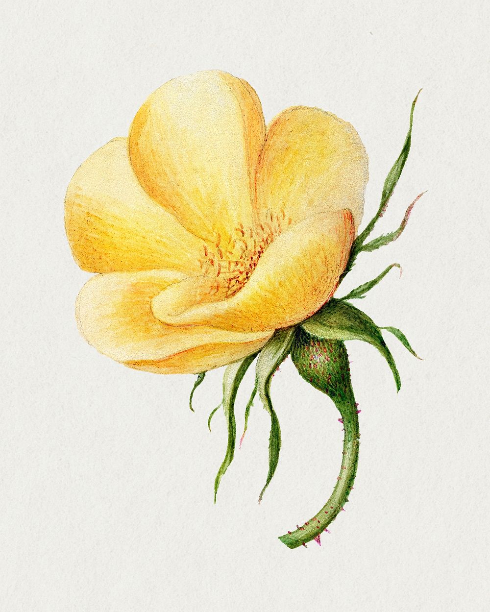 Psd yellow sweetbrier flower hand drawn