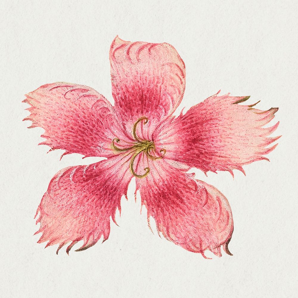 Pink Dianthus flower botanical illustration