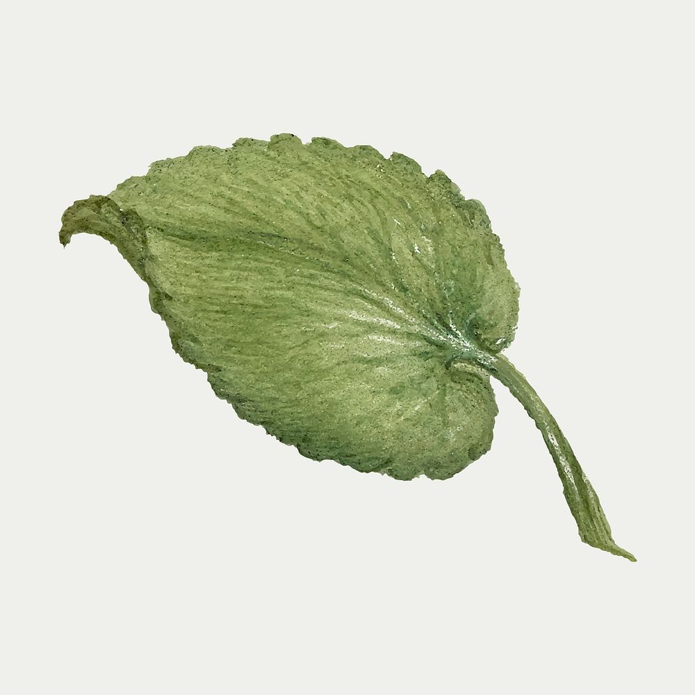 Vintage sweet violet leaf vector illustration botanical drawing