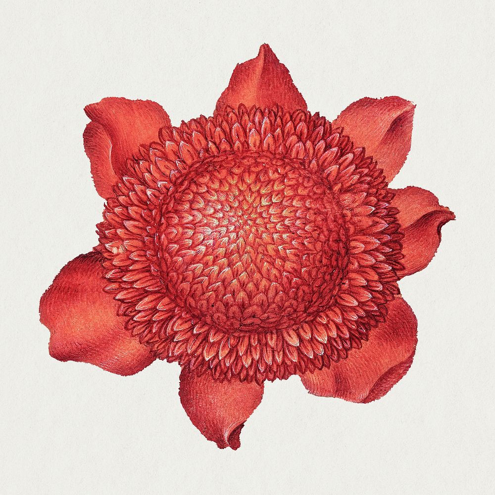 Red poppy anemone blossom illustration hand drawn