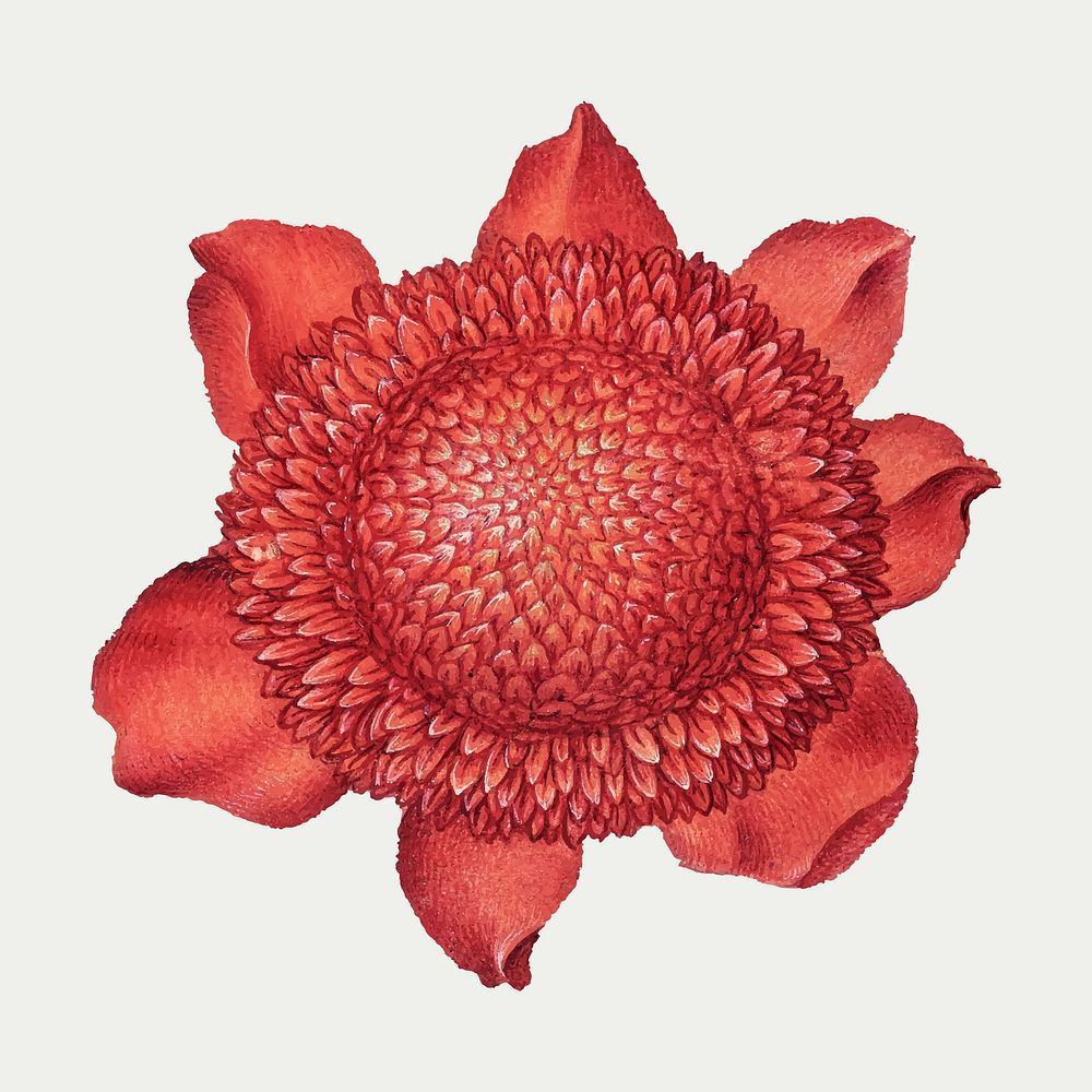 Red poppy anemone blossom vector illustration hand drawn