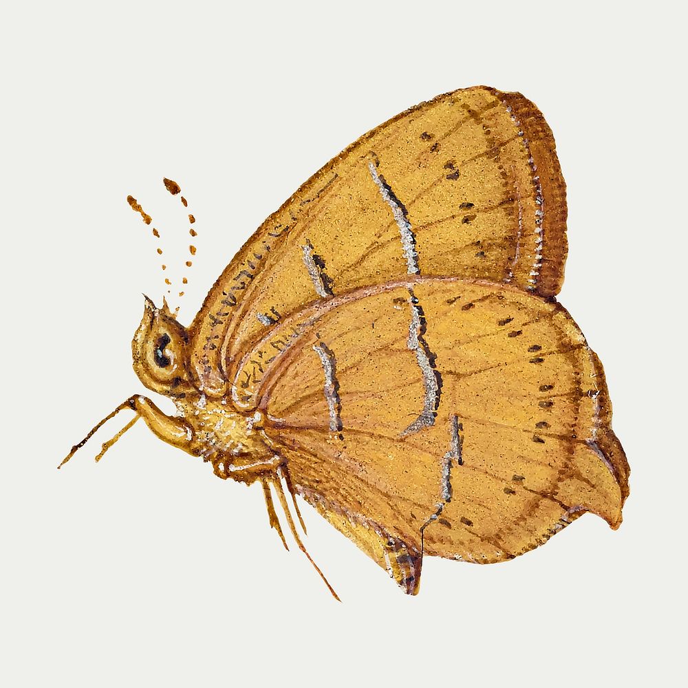 Brown hairstreak butterfly insect vector 