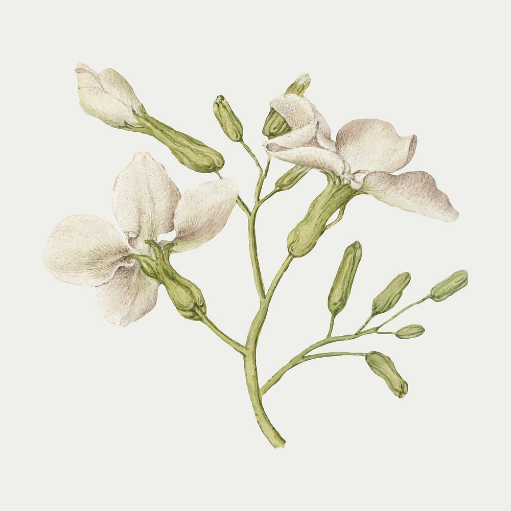 Vintage germander flowers vector illustration floral drawing
