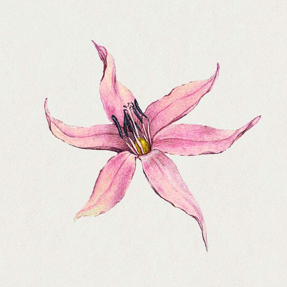 Blooming dog tooth violet hand drawn floral illustration