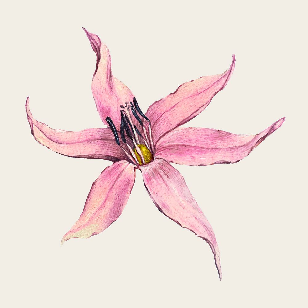 Blooming dog tooth violet vector hand drawn floral illustration
