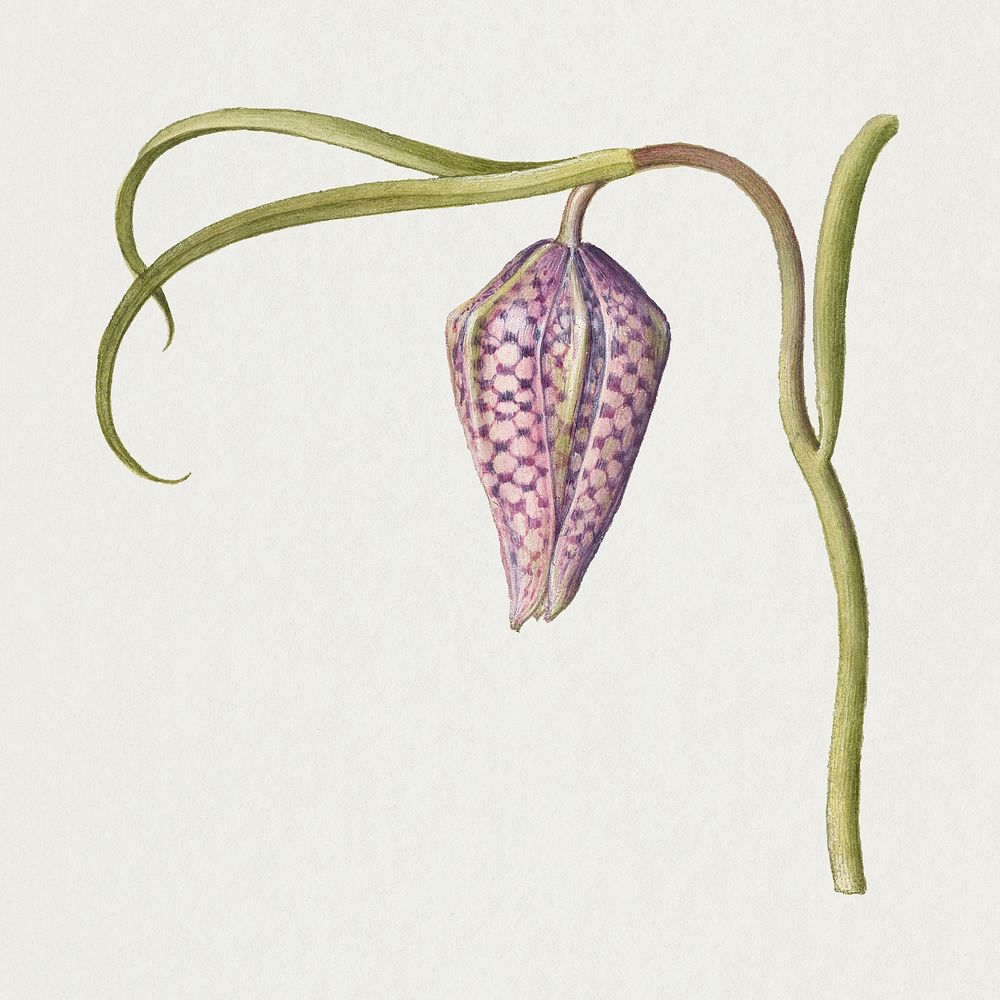 Hand drawn snakeshead floral illustration