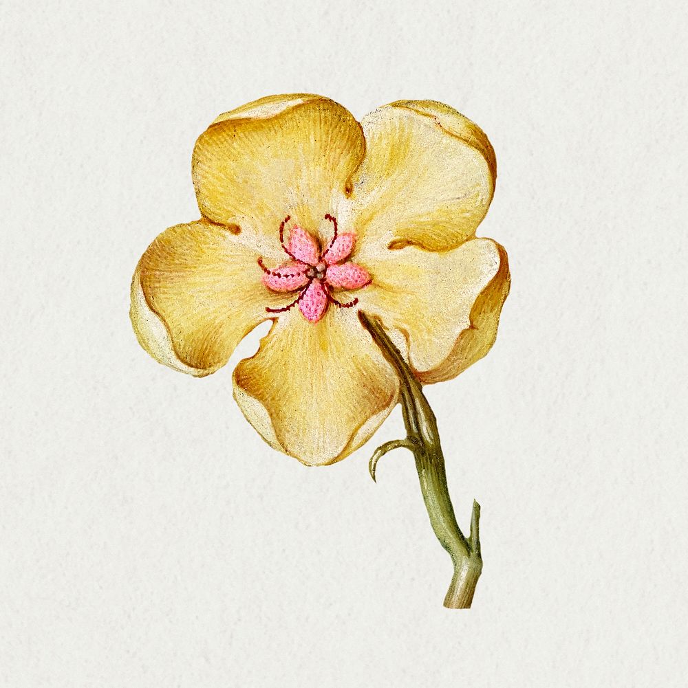 Vintage yellow hellebore blooming illustration psd