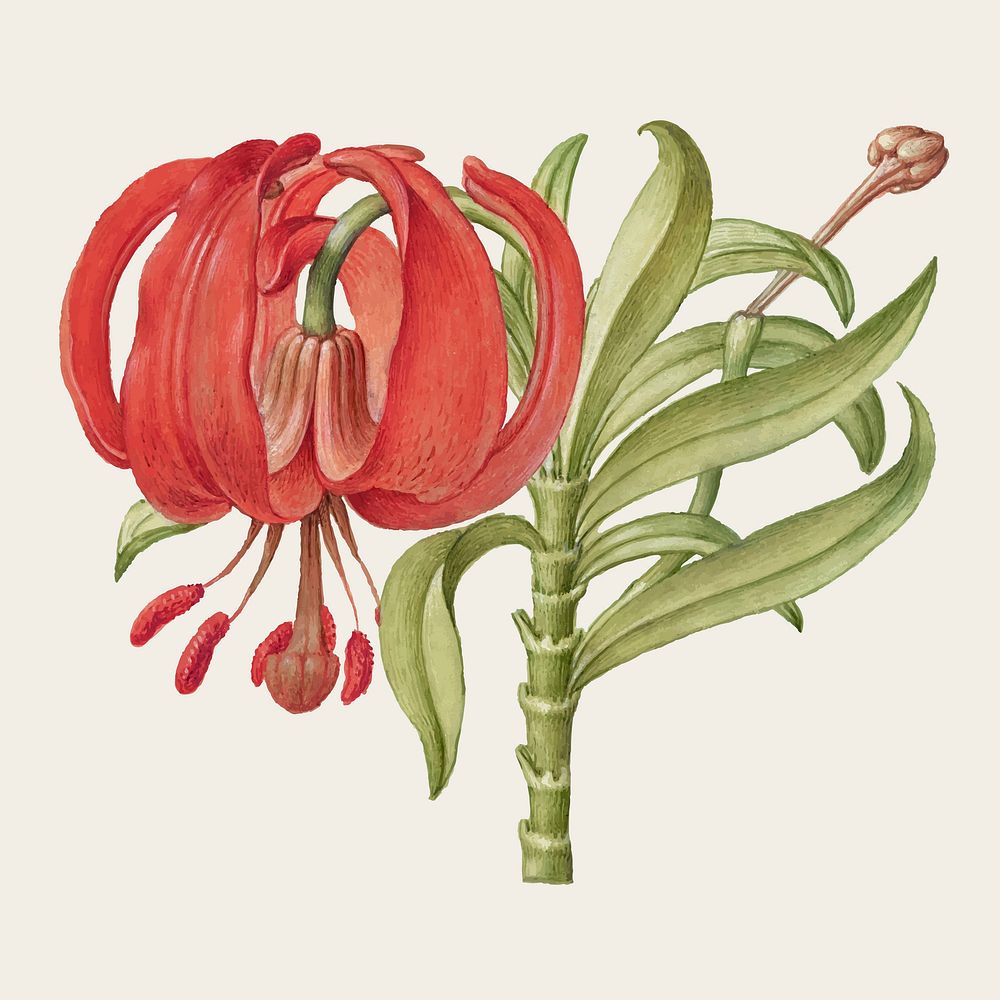 Blooming scarlet Turk's cap vector hand drawn floral illustration