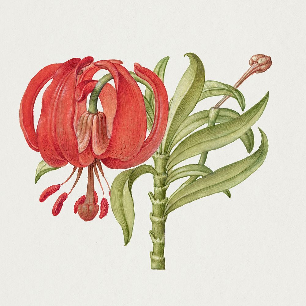 Blooming scarlet Turk's cap hand drawn floral illustration