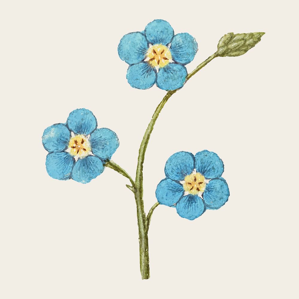 Forget me not flower vector hand drawn