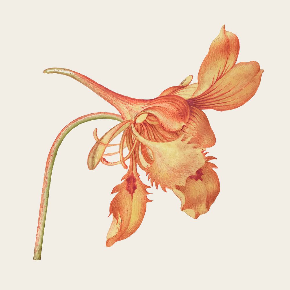 Vintage Dwarf Nasturtium flower vector illustration floral drawing