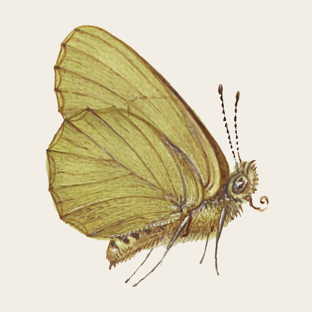 Hand drawn moth insect vector 