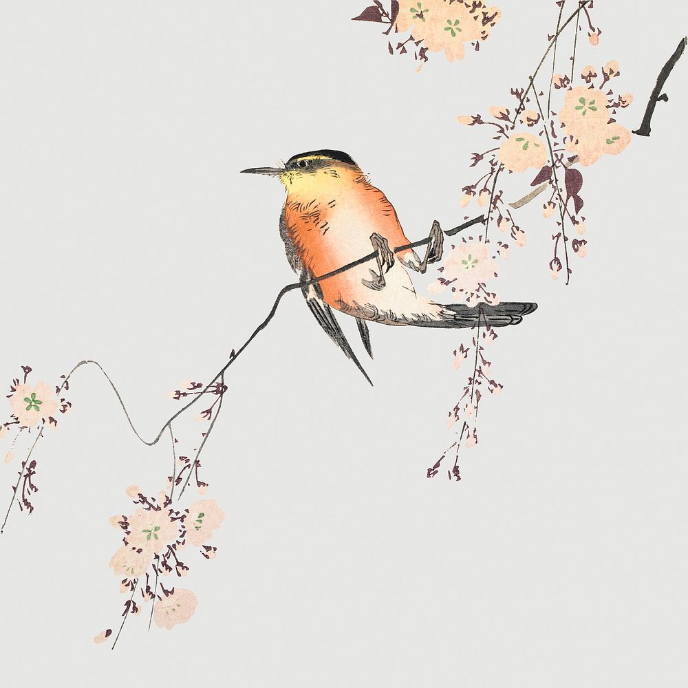 Vintage illustration of a songbird and blossoming cherry on gray background
