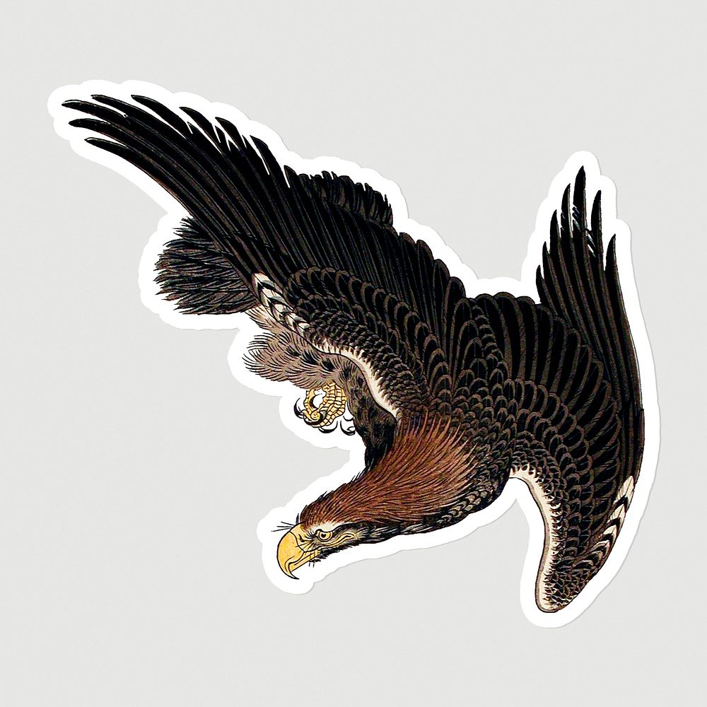Vintage illustration of flying eagles sticker on gray background