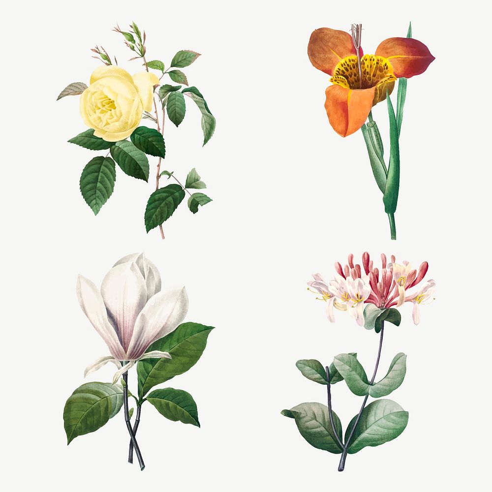 Vintage flower botanical vector art print set remixed from artworks by Pierre-Joseph Redout&eacute;