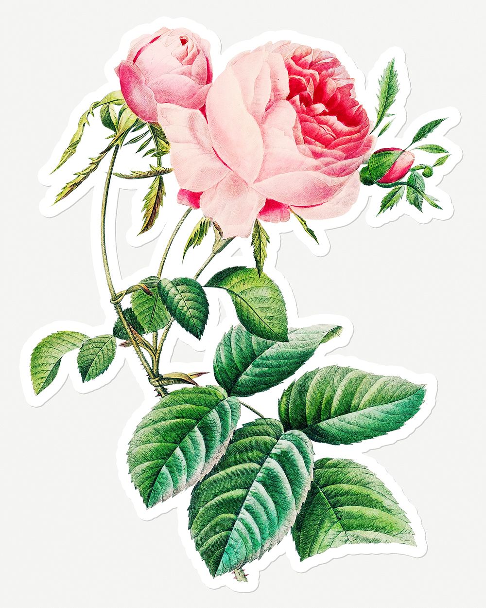 Cabbage rose sticker design resource 