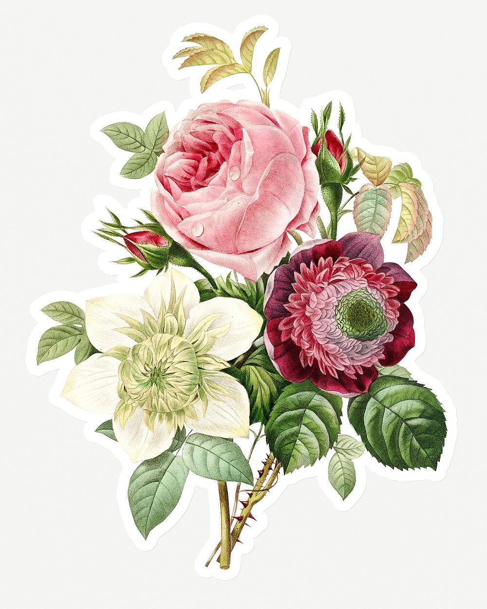 Cabbage rose sticker and anemone sticker design resource 