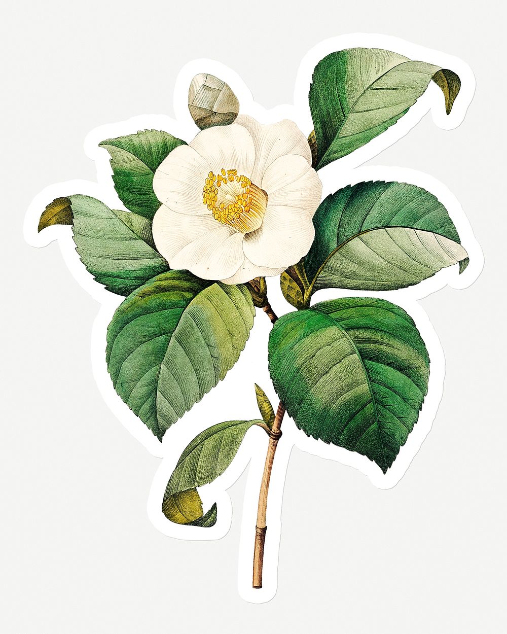White Japanese camellia sticker design resource 