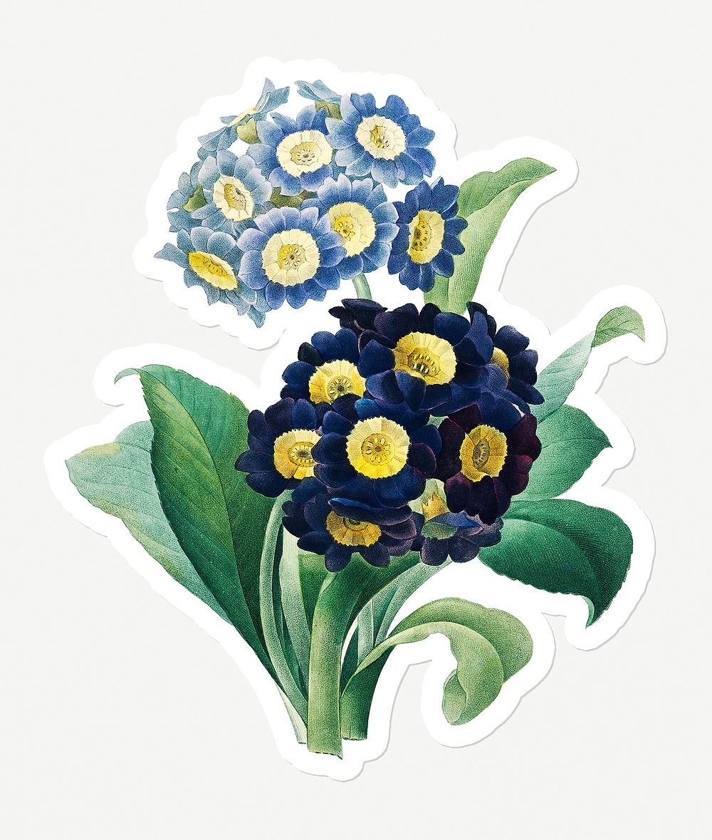 Cowslip primrose flower sticker design resource 