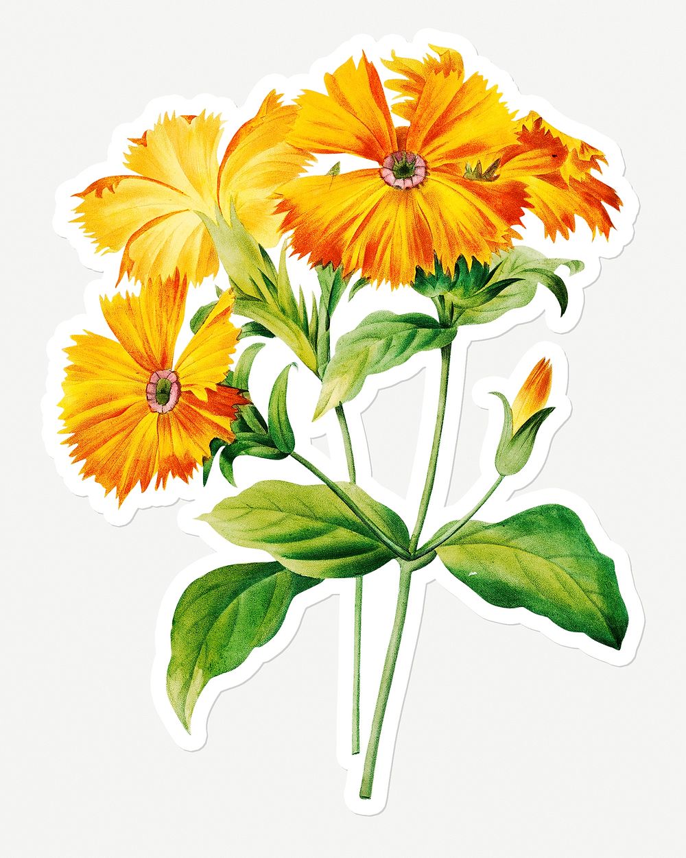 Orange lychnis flower sticker design resource 
