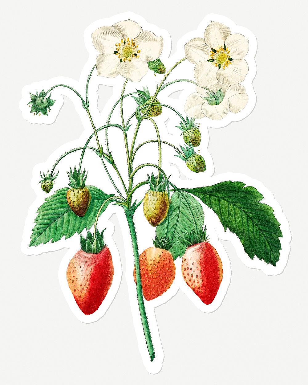 Strawberry fruit sticker design resource 