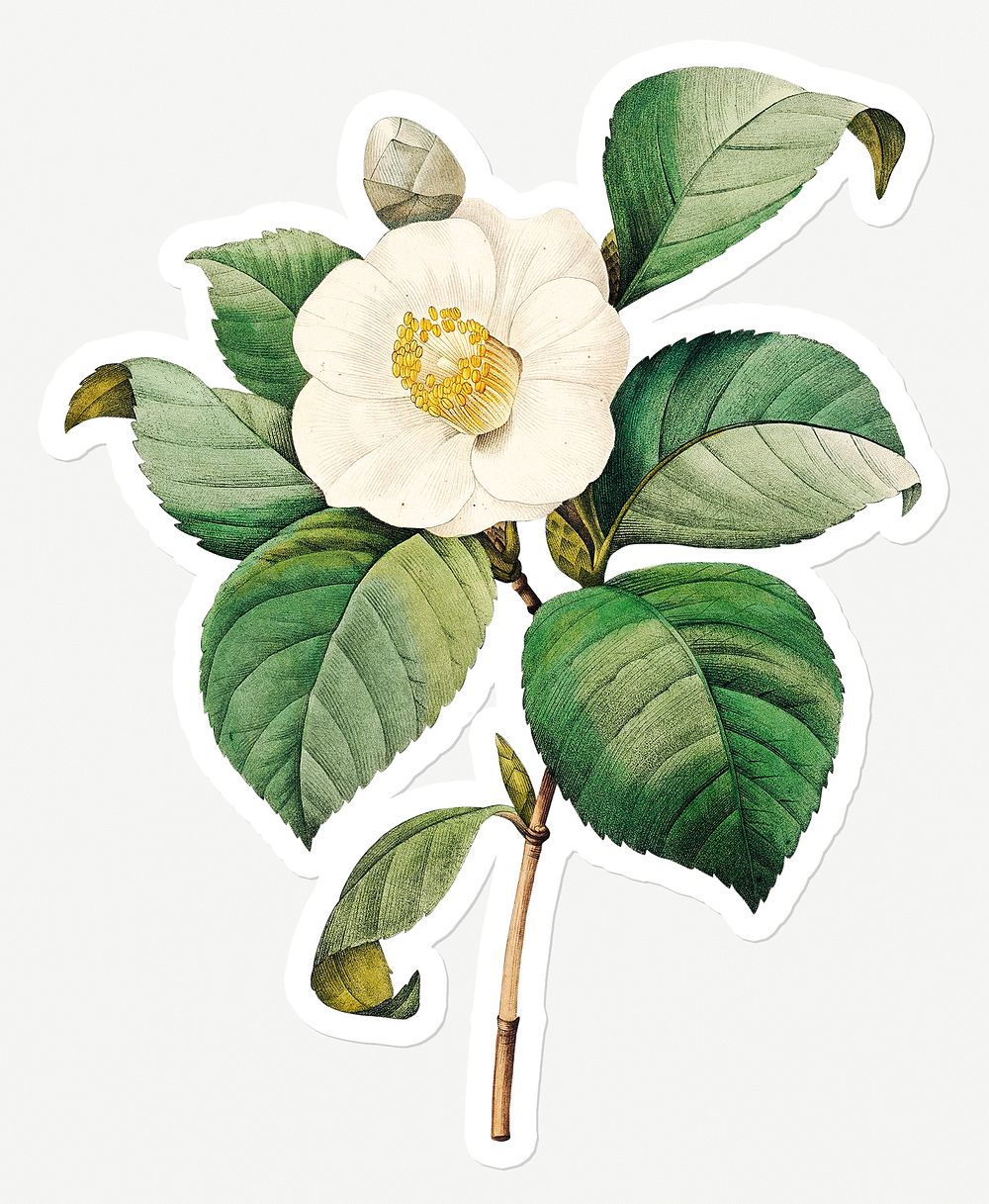 White Japanese camellia flower sticker design resource 