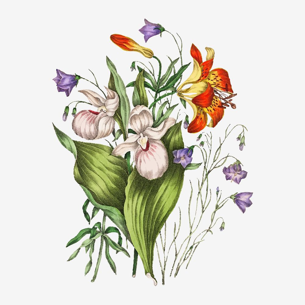 Wild Orange Red Lily, Harebell, and Showy Ladys Slipper flower bouquet vector