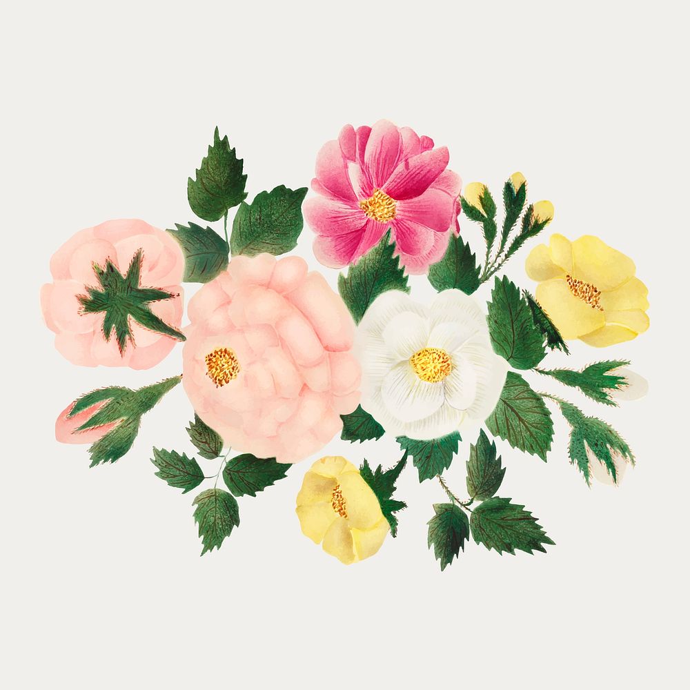 June roses vintage illustration vector