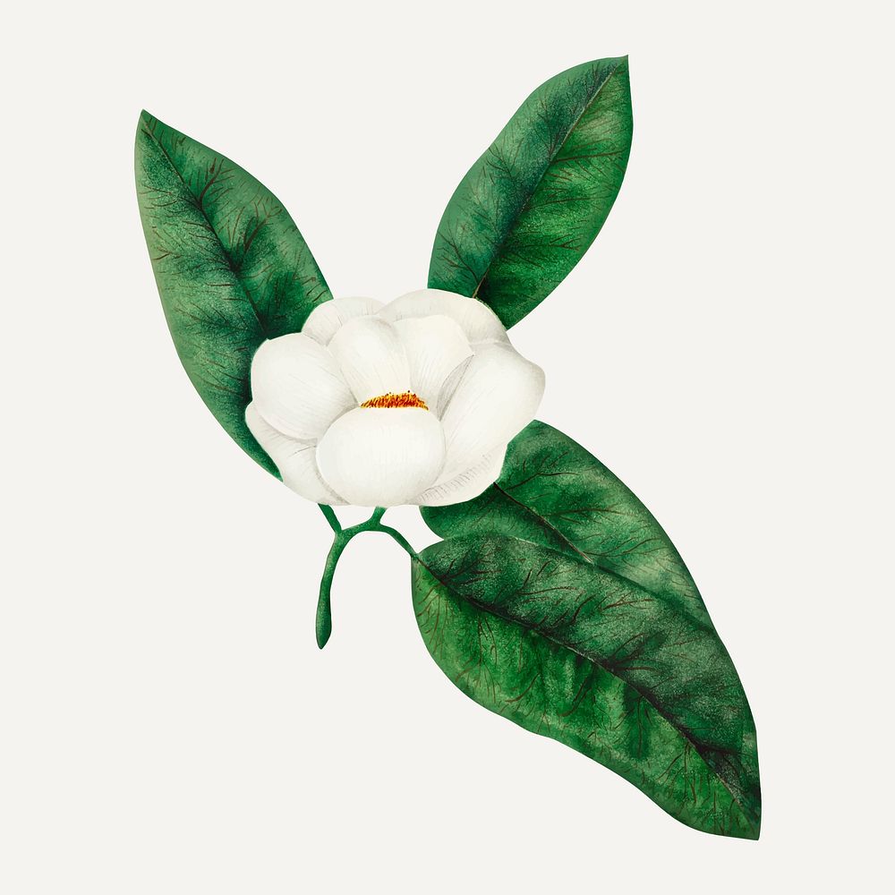 Magnolia flower vintage illustration vector