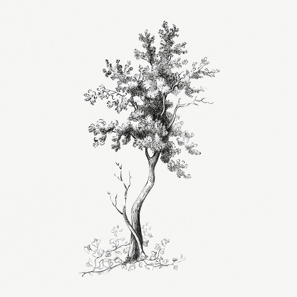 A tall tree vintage illustration