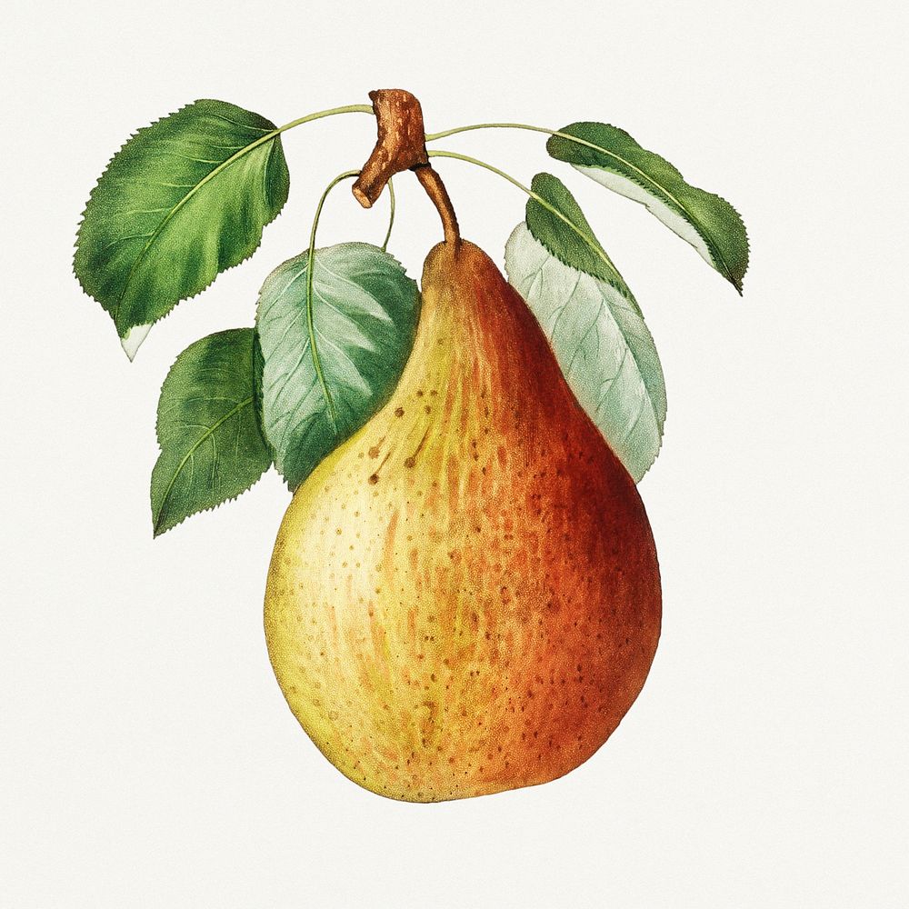 Pear on a branch vintage illustration