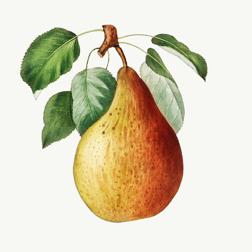 Pear on a branch vintage illustration vector