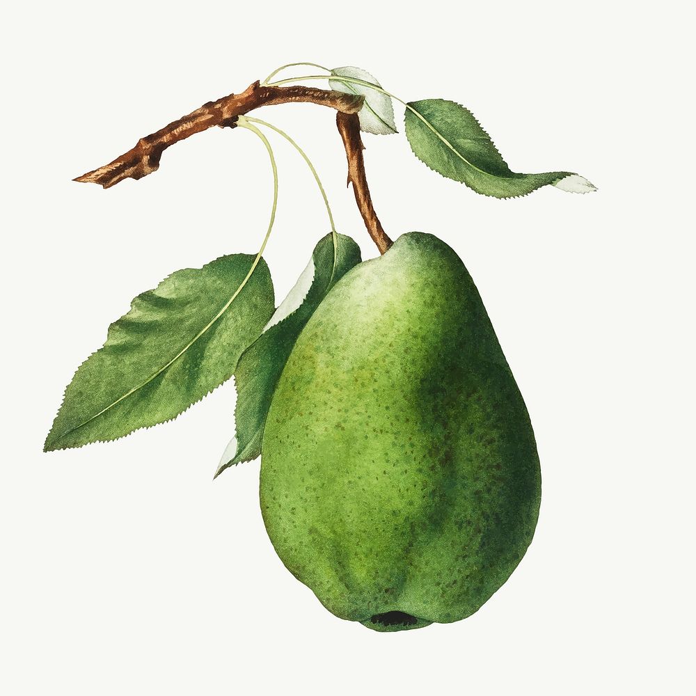 Green pear on a branch vintage illustration vector