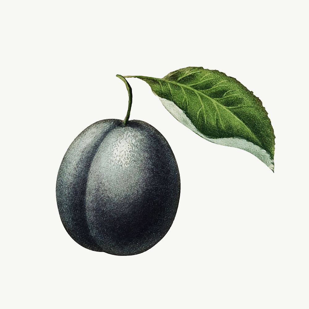 Vintage plum illustration vector