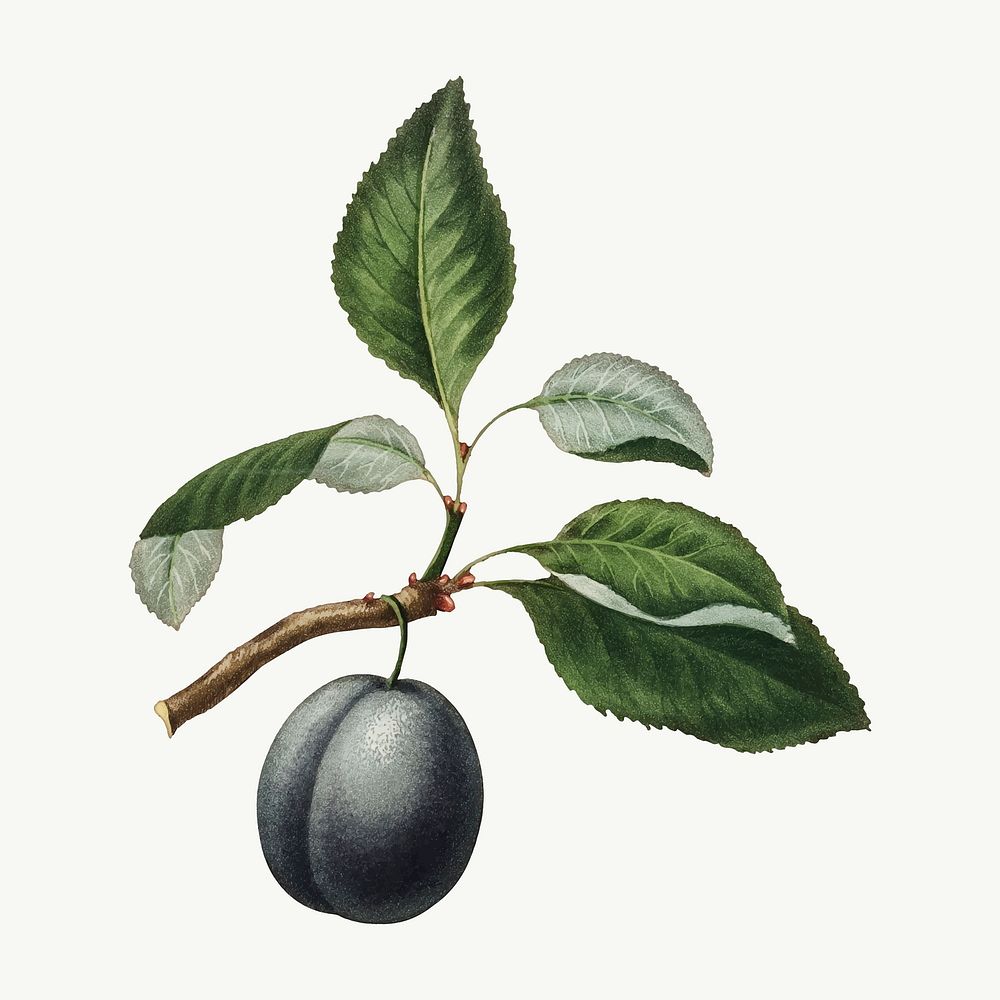 Purple plum on a branch vintage illustration vector