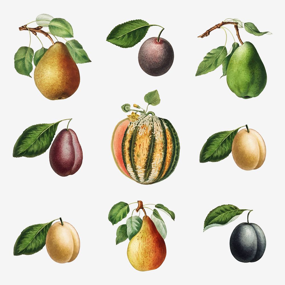 Set of melon, pears and plums illustration vector