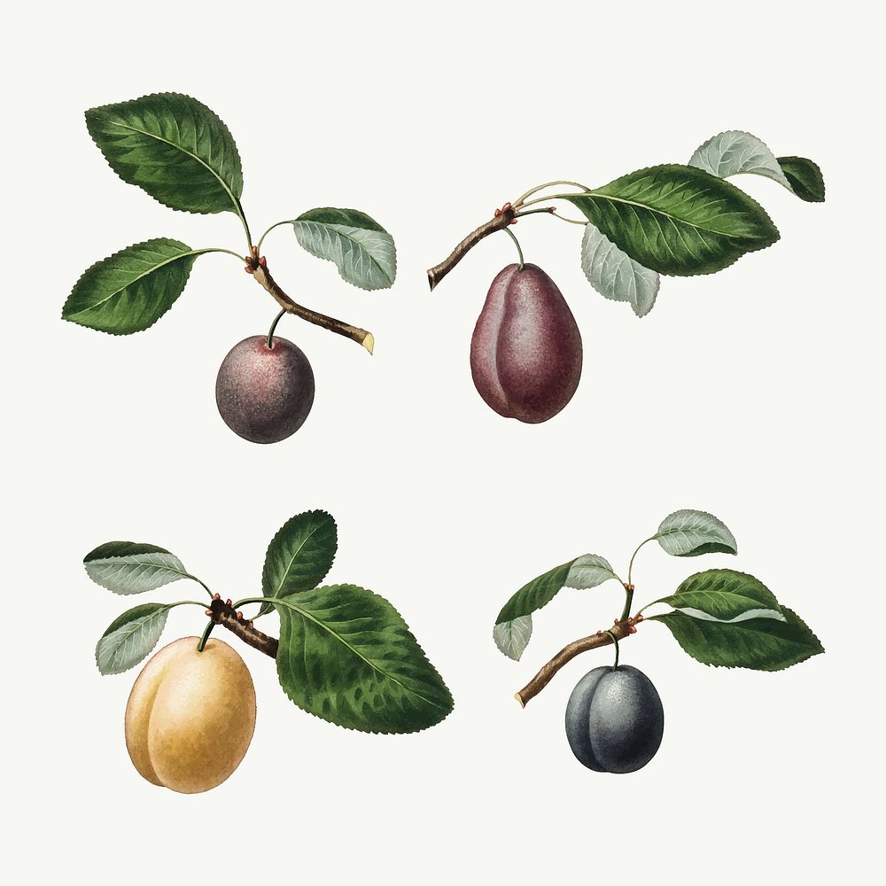 Set of plums on branches illustration vector